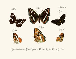 Papillons