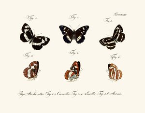 Papillons - German School