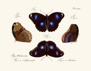 Papillons