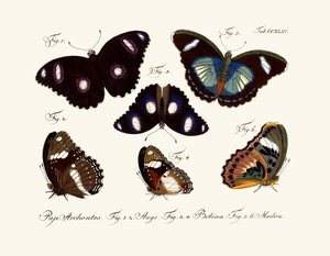 Papillons - German School