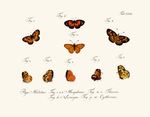Papillons - German School