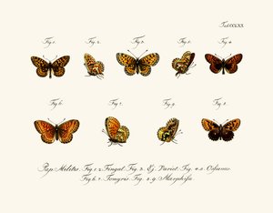 Papillons - German School