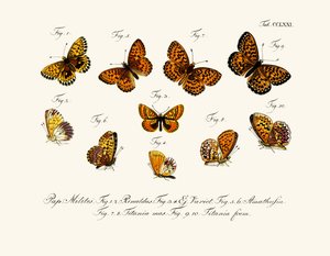 Papillons