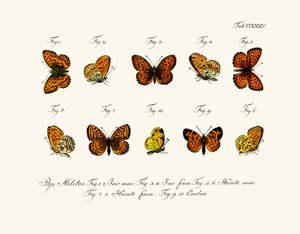 Papillons - German School