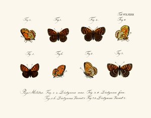 Papillons - German School