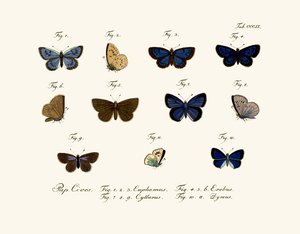 Papillons - German School