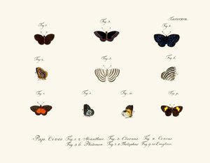 Papillons - German School