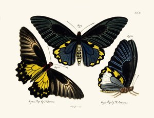 Papillons - German School