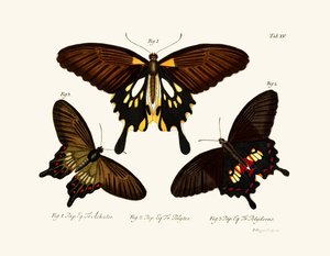 Papillons