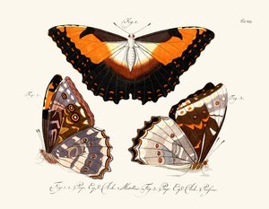 Papillons - German School