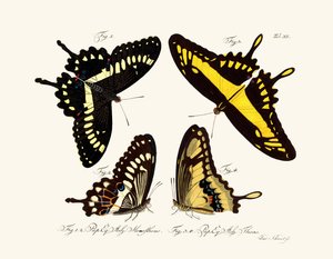 Papillons - German School