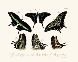 Papillons