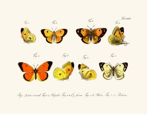 Papillons, 1783-1806 - German School