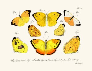 Papillons - German School