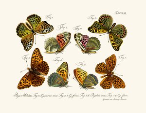 Papillons - German School