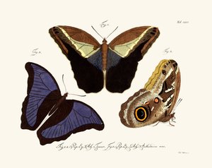 Papillons - German School