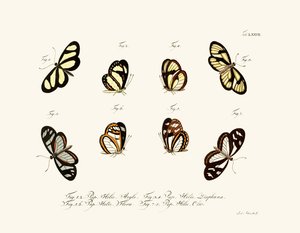 Papillons - German School