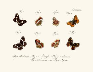 Papillons