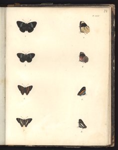 Papillons, Pl. XXIV, illustration de Recueil d