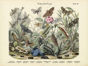 Papillons, vers 1860