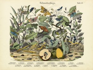 Papillons, vers 1860 - German School
