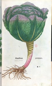 Chou, planche botanique - German School
