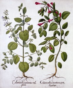 Calamints, de Hortus Eystettensis, par Basil Besler, pub. 1613 - German School