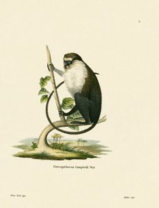 Singe Mona de Campbell - German School