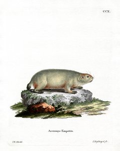 Marmotte canadienne - German School