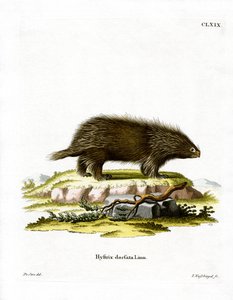 Porc-épic canadien - German School
