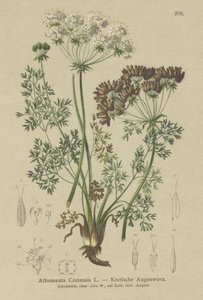 Carotte sucrée (Athamanta cretensis)