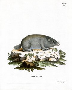 Rat-taupe du Cap - German School