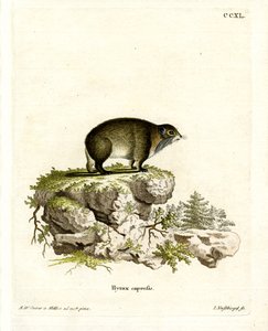 Daman du Cap