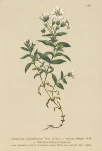 Oreille de souris de Carinthie (Cerastium Carinthiacum) - German School