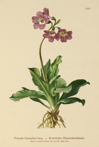 Primevère carniolienne - German School