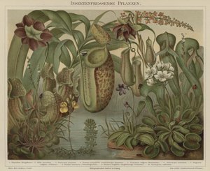 Plantes carnivores