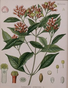 Caryophyllus Aromaticus (Clous de girofle)