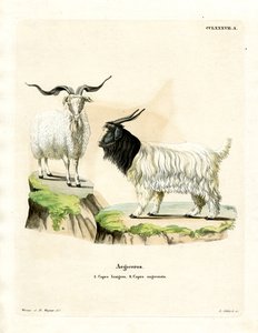 Chèvre cachemire