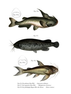 Poisson-chat