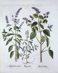 Cataire et herbe à chat, de Hortus Eystettensis, par Basil Besler (1561-1629), pub. 1613 - German School