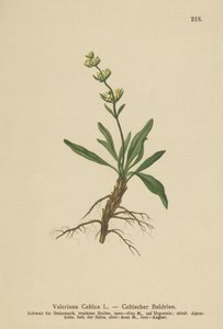Nard celtique (Valeriana celtica) - German School