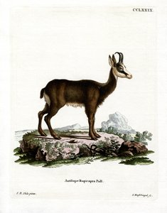 Chamois - German School