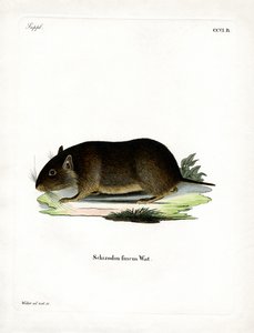 Rat des rochers chilien - German School