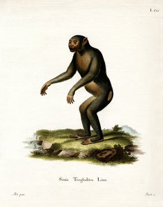 Chimpanzé - German School
