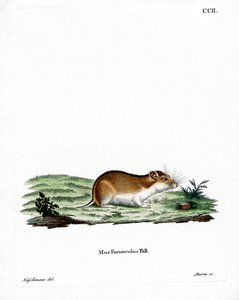 Hamster rayé chinois - German School