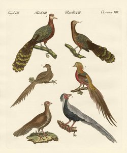 Oiseaux chinois - German School