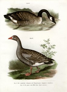 Oie de Chine, 1864 - German School