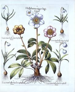 Christmas Rose et Snowdrop Variations, de Hortus Eystettensis, par Basil Besler, pub. 1613 - German School