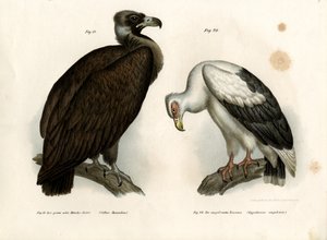 Vautour moine, 1864