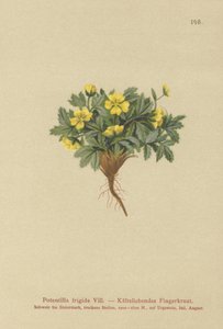 Potentille (Potentilla frigida)
